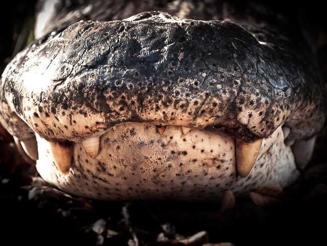 Ossahatchee Services